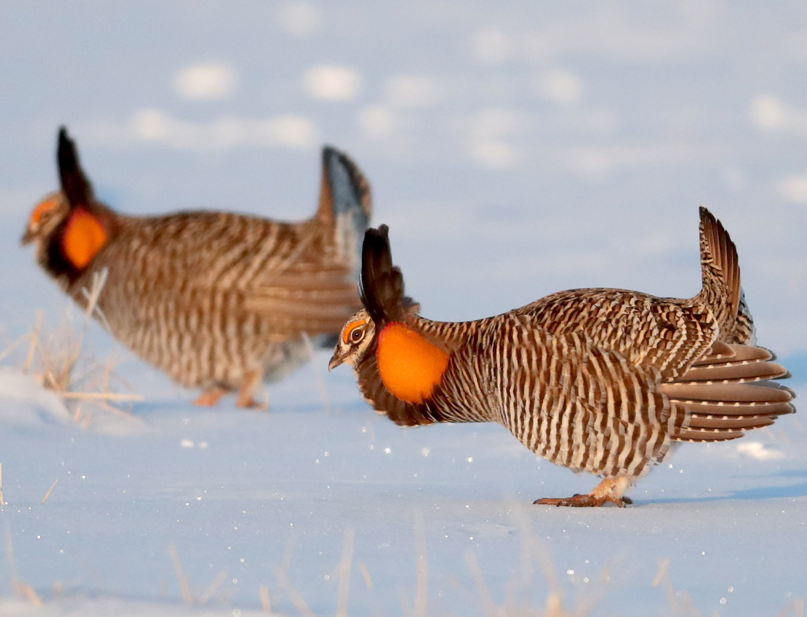 Prairie Chickens